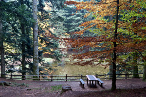 Parco nazionale delle foreste casentinesi