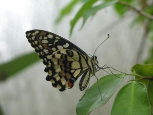 Le farfalle della Collodi Butterfly House