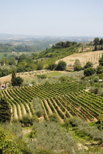 Strada del Vino delle Colline Pisane