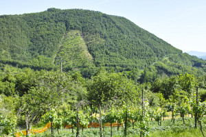 Un vino che cresce godendo della brezza marina