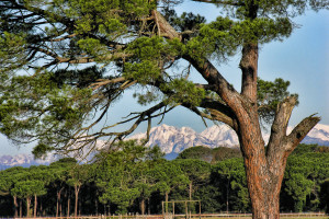 Il parco di San Rossore